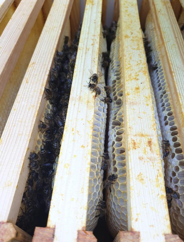 Bee Space