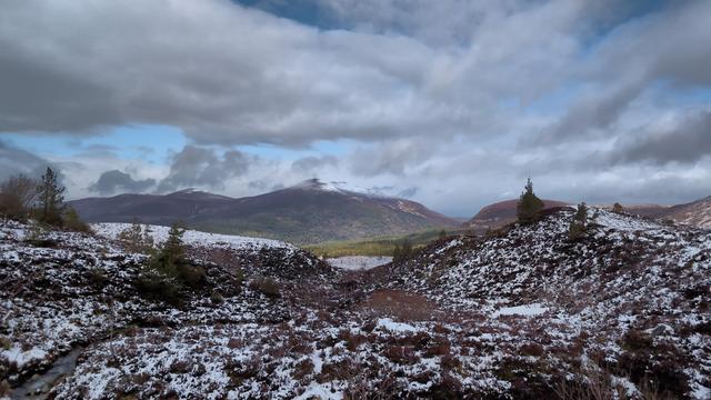 Cairngorm Reindeer