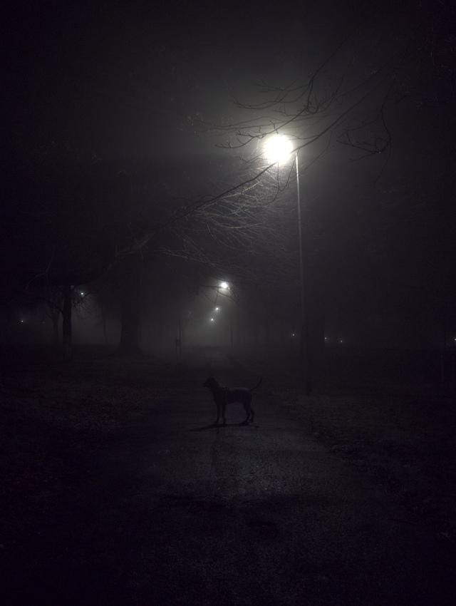 Dog fog
