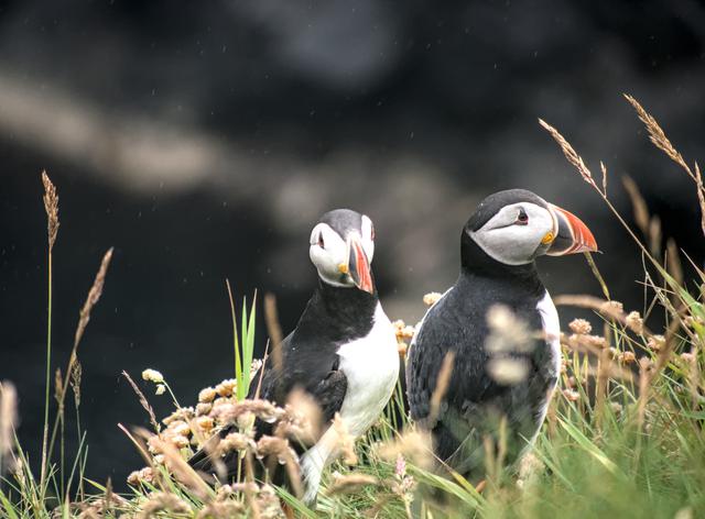 Pair of puffins