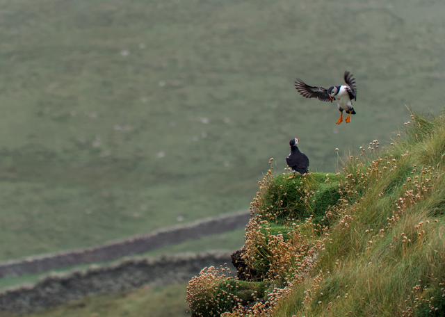 Puffin landing