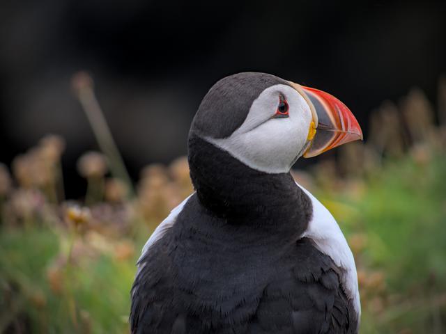 Puffin