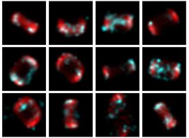CEP152 images