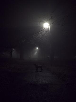 Dog fog