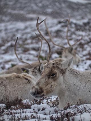 Cairngorm Reindeer Herd