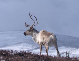 Cairngorm Reindeer Herd