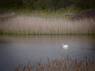 Yorkshire Birds