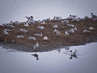 Yorkshire Birds