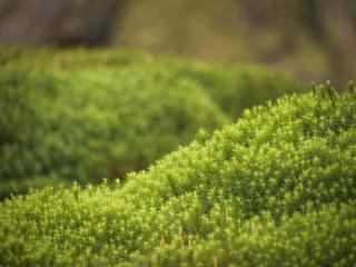 Japanese Garden Scotland