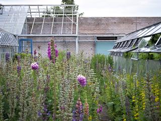 St Andrews Botanic Garden