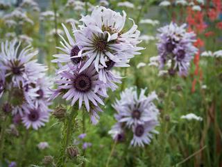 St Andrews Botanic Garden