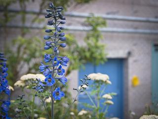 St Andrews Botanic Garden