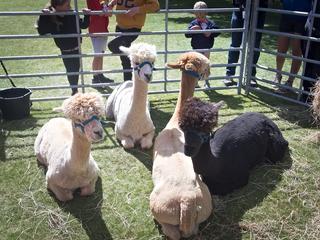 Alpaca