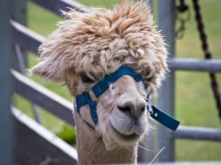 Alpaca