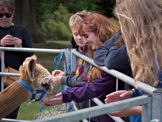 Alpaca