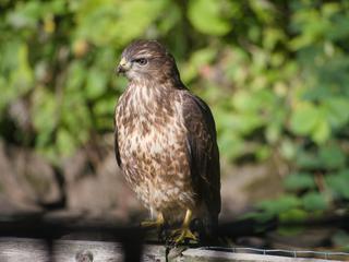 Bird of Prey in Garden