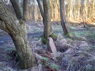 Bishop's Wood