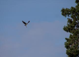 Osprey at Kemback