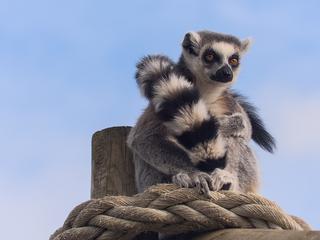 Fife Zoo