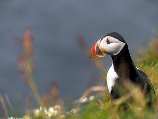 Shetland