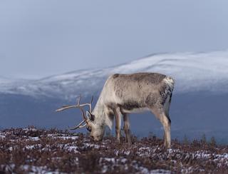 Cairngorm Reindeer Herd