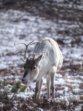 Cairngorm Reindeer Herd